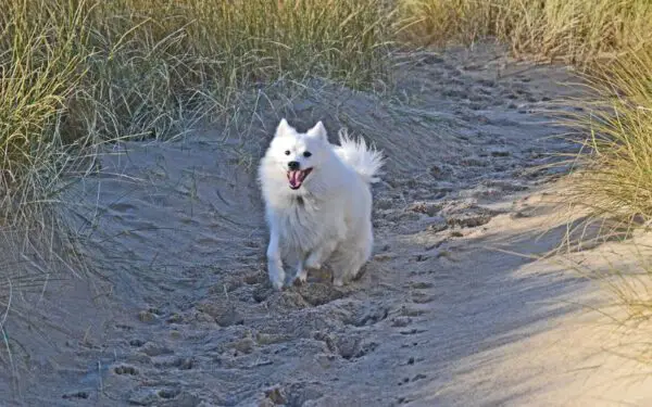 Cachorro com dificuldade para andar: o que pode ser?