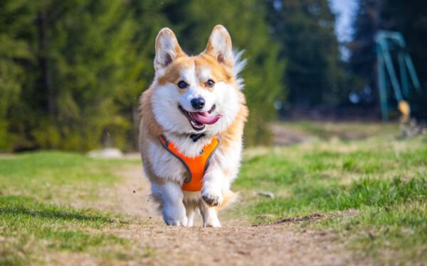 Cachorro com dificuldade para andar: o que pode ser?