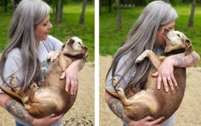 Mulher transforma a própria casa em abrigo para cães idosos 4