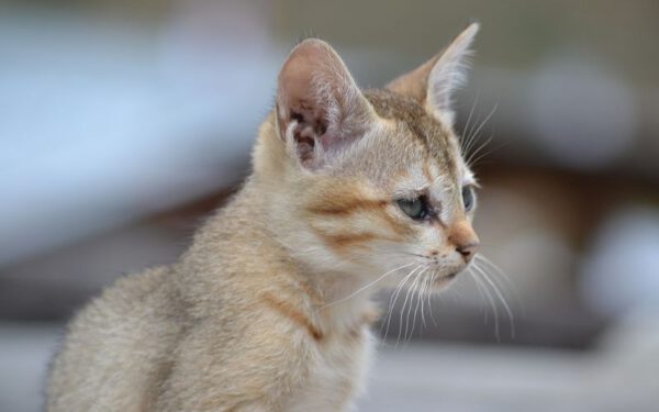 Os cachorros são mais espertos do que os gatos?