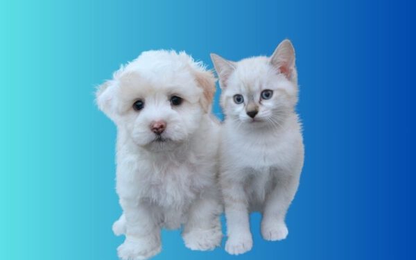 Os cachorros são mais espertos do que os gatos?