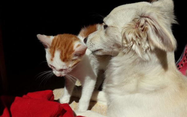 Os cachorros são mais espertos do que os gatos?