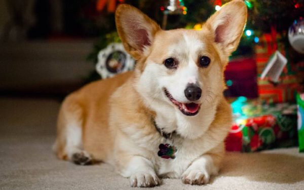 Dicas para o Natal dos cachorros