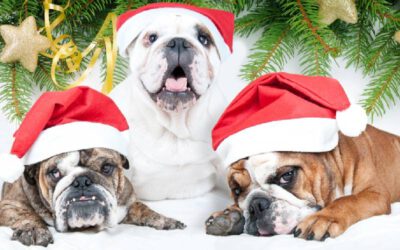 05 dicas para o Natal dos cachorros