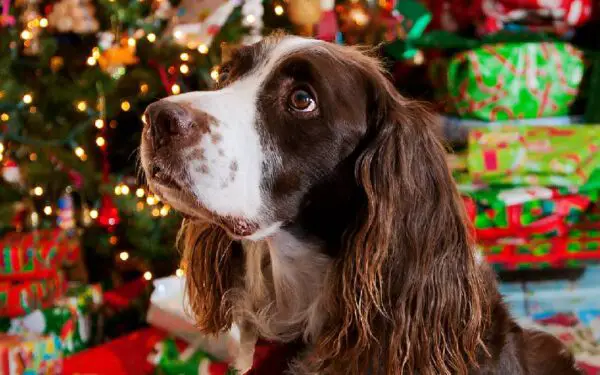 Dicas para o Natal dos cachorros