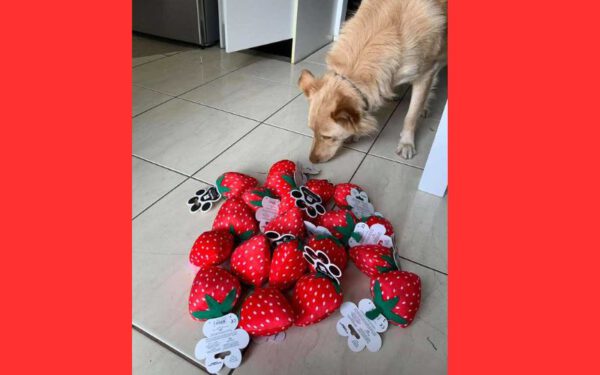 Um brinquedo exclusivo para um cachorro especial 4