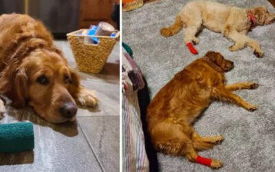 Cachorro machucado desperta ciúmes da irmã mais velha que também quer a pata enfaixada