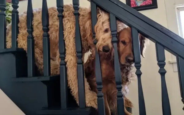 cachorro desperta ciumes na irma 1