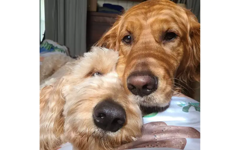 cachorro desperta ciumes na irma