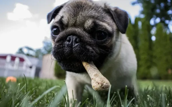 Cachorro sem apetite: o que pode estar acontecendo?