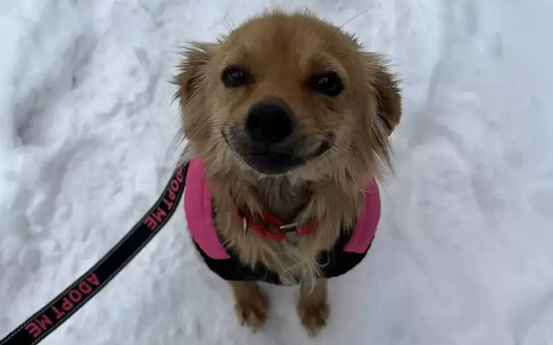 Cachorrinha não para de sorrir após ser resgatada