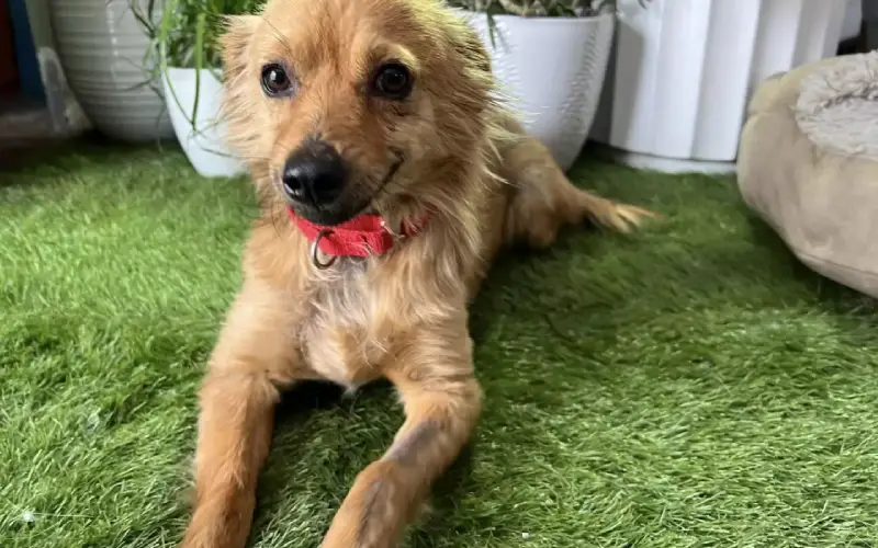 Cachorrinha não para de sorrir após ser resgatada