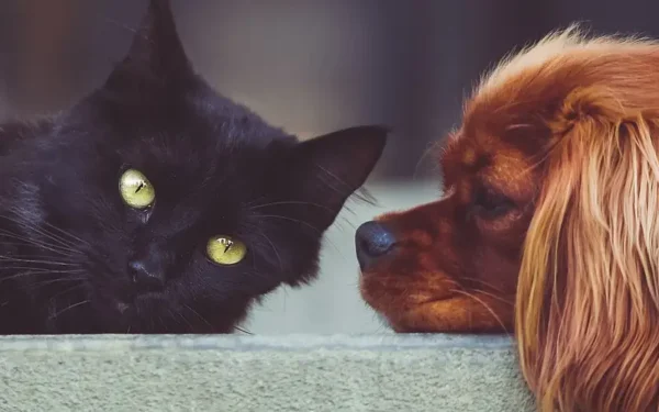 A briga eterna entre cães e gatos é verdadeira?