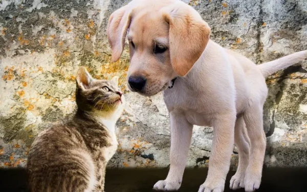 A briga eterna entre cães e gatos é verdadeira?