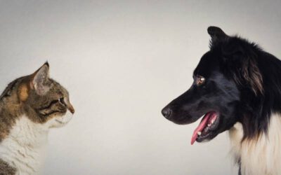 A briga eterna entre cães e gatos é verdadeira?