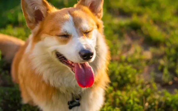 Cachorro ofegante demais: o que pode ser?