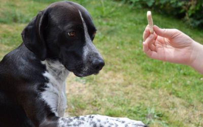 Dicas para manter o cachorro entretido em casa 2