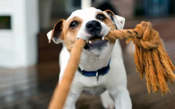 Dicas para manter o cachorro entretido em casa