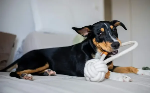 Dicas para manter o cachorro entretido em casa