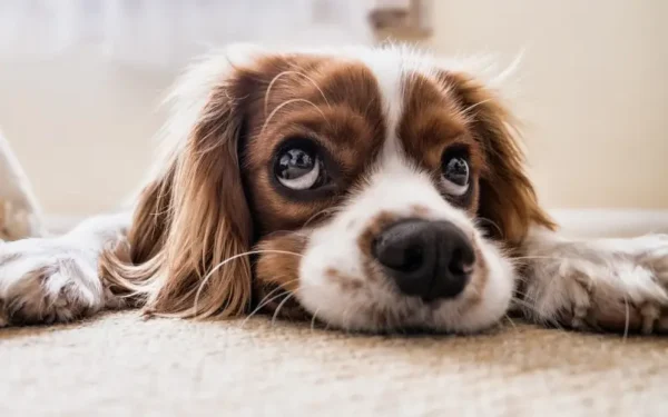 Os cães pequenos são mais frágeis? Eles vivem menos do que os de grande porte?