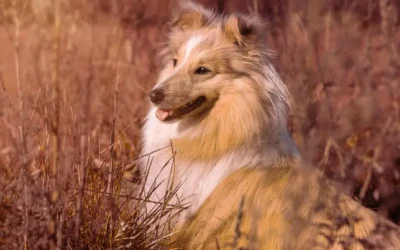 Seguro-saúde para cachorros vale a pena?