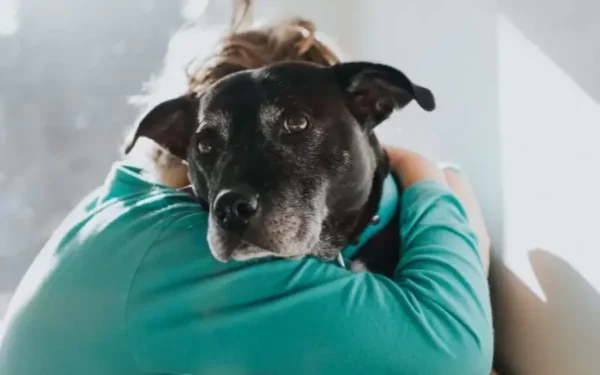 Todos os cachorros gostam de abraços 1