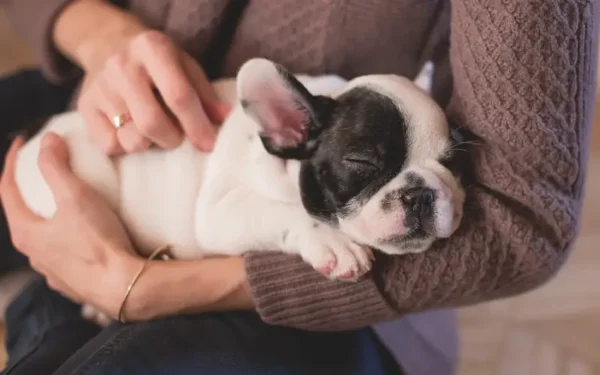 benefícios de um cachorro para a saúde mental humana 1