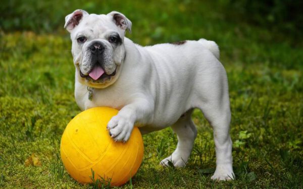 raças caninas mais pesquisadas no Google