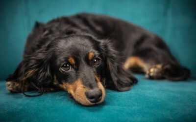 Tremedeira em cachorros: descubra os motivos