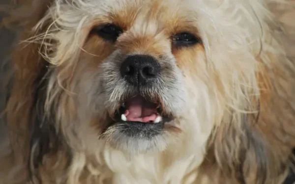 Tremedeira em cachorros: descubra os motivos