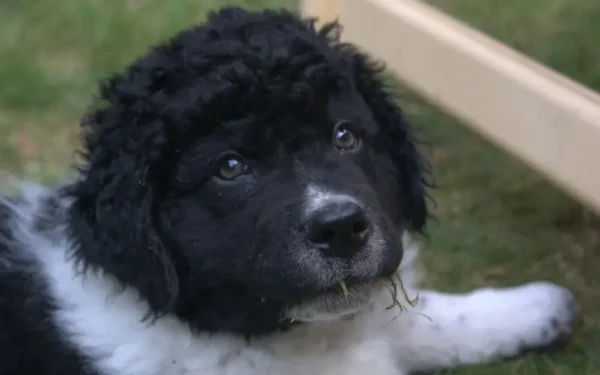 Tremedeira em cachorros: descubra os motivos