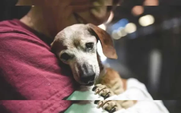 Cachorra cega é entregue a abrigo aos 18 anos 1