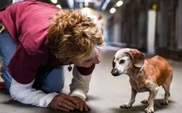 Cachorra cega é entregue a abrigo aos 18 anos
