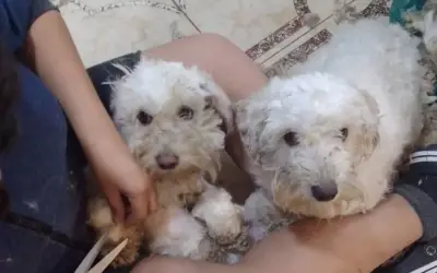 Cachorro fareja perigo e monta guarda até chegada de ajuda 1