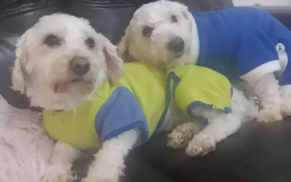 Cachorro fareja perigo e monta guarda até chegada de ajuda3