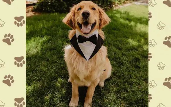 Cachorro interrompe casamento2