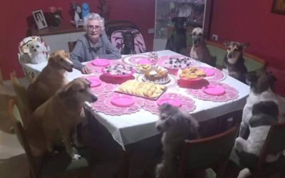 Cachorros comemoram o aniversário da vovó