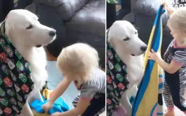 Menina envolve cachorro com cobertor e fica surpresa com a reação do peludo Menina envolve cachorro com cobertor