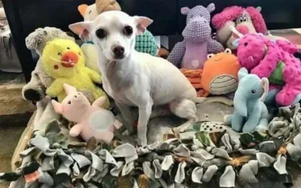 Mulher centenária adota cachorro de 11 anos 3