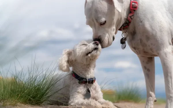 significados ocultos da linguagem dos cães 2