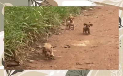 [EMOCIONANTE] Cachorrinhos abandonados criam coragem e pedem ajuda