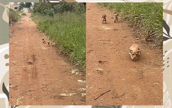 Cachorrinhos abandonados criam coragem e pedem ajuda 2