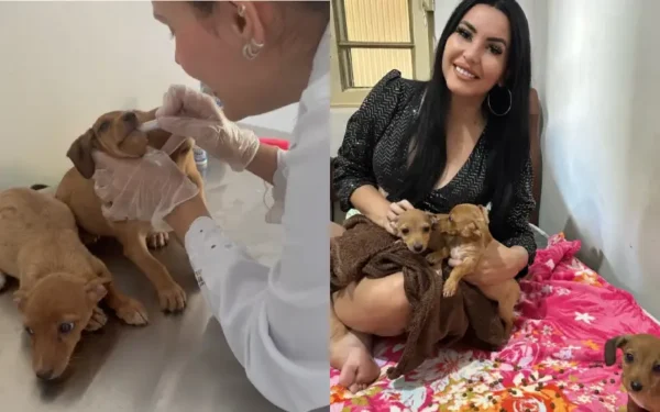 Cachorrinhos abandonados criam coragem e pedem ajuda