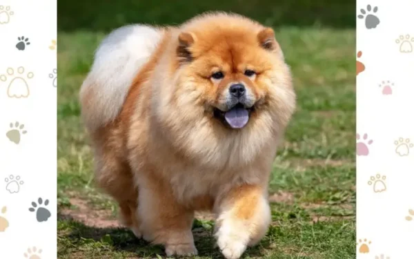 Cachorro que parece leão 1