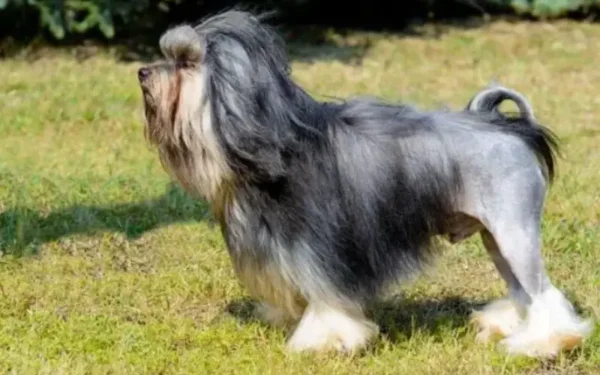 Cachorro que parece leão 2