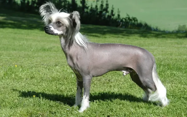 Cachorro que parece leão 5