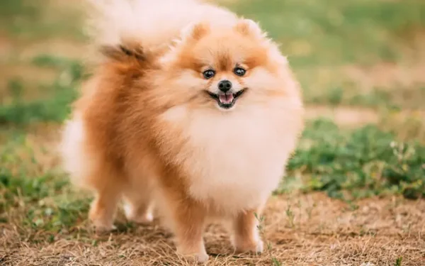 Cachorro que parece leão 7