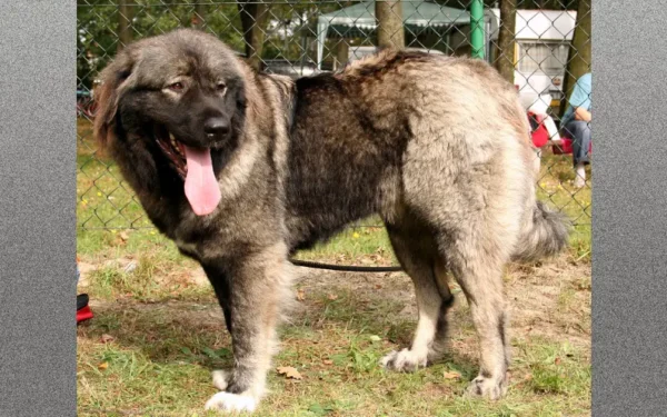 Cachorro que parece leão 9