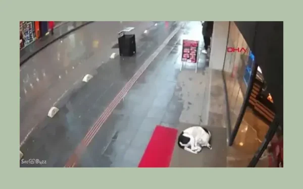 Mulher agasalha cachorro de rua com peça da própria roupa 1