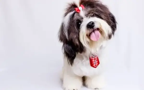 Qual cachorro tem o DNA mais parecido com o do lobo 1